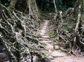 living_root_bridges_3