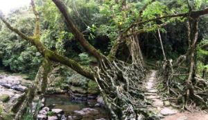 living_root_bridges_6